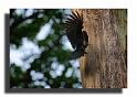 19-HM02718-pic noir-dryocopus martius